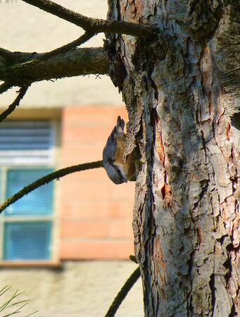 Photo of a beautiful Eurasian nuthatch on a treeの写真素材
