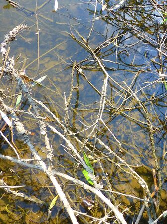 Close up of shallow water covered with plants and branchesの写真素材