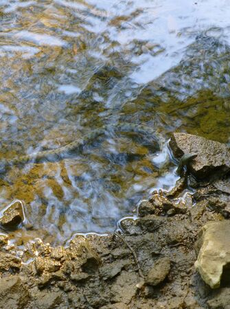 Photo of a dice snake resting on the rock next to the shore of a riverの写真素材
