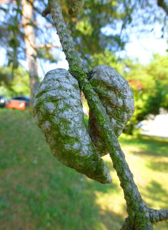 Photo of two small conifer cones.の写真素材