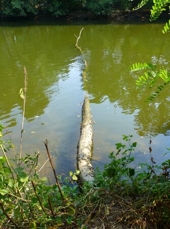 Photo of a fallen tree partialy submerged in the river next to a forestの写真素材
