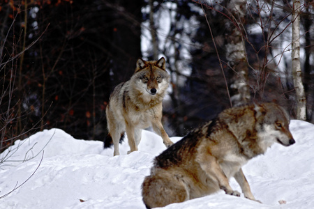 Two wolves (canis lupus)  in winter, wolfs running in snow, attractive winter scene with wolves ,...