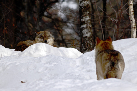 Two wolves (canis lupus)  in winter, wolfs running in snow, attractive winter scene with wolves , beautiful winter landscape with wolves, predators fighting, nature scene from ZOOの写真素材