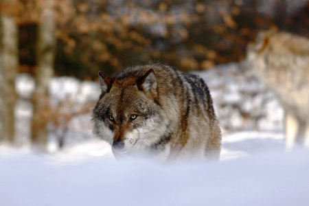 beautiful wolf (canis lupus) in winter, wolf in snowy landscape, attractive winter scene with wolf, beautiful winter landscape, wolf in forest, winter scenery with big predatorの写真素材