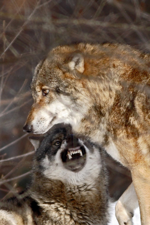 Two wolves (canis lupus)  in winter, wolfs running in snow, attractive winter scene with wolves ,...