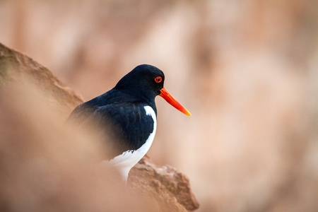 Eurasian oystercatcher (Haematopus ostralegus) on the beach of Dune/ Helgoland - Germany, red beak, The wild nature of the North Sea. Mid-sized bird. Bird on the beach.の写真素材