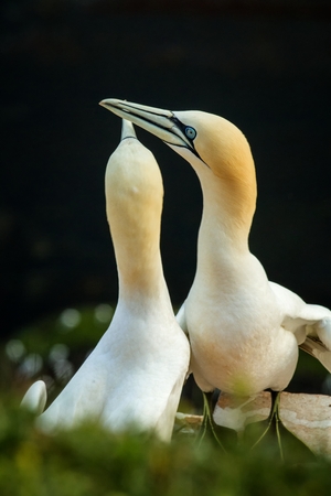 Northern Gannet (Morus bassanus), mating gannets on cliffs, Helgoland in Germany, bird colony, beautiful birds, typical mating behaviour, nesting birds on cliffs, harmony, lovely bird coupleの写真素材