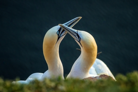 Northern Gannet (Morus bassanus), mating gannets on cliffs, Helgoland in Germany, bird colony, beautiful birds, typical mating behaviour, nesting birds on cliffs, harmonyの写真素材