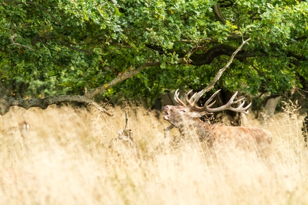 Male red deer (Cervus elaphus) with huge antlers during mating season in Denmark, mating season, Majestic powerful adult red deer stag outside autumn forest. Big animal in the nature forest habitatの写真素材