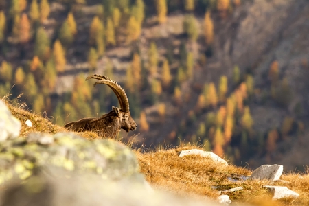 Alpine Ibex, Capra ibex, with autumn orange larch tree in background, National Park Gran Paradiso, Italy. Autumn in the mountain. Mammal, herbivorousの写真素材
