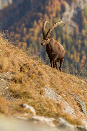 Alpine Ibex, Capra ibex, with autumn orange larch tree in background, National Park Gran Paradiso, Italy. Autumn in the mountain. Mammal, herbivorousの写真素材