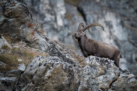 Alpine Ibex, Capra ibex, with rocks in background, National Park Gran Paradiso, Italy. Autumn in the...
