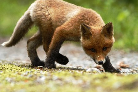 ovely Red Fox cub Vulpes vulpes next to den in the grass in european spring forest staring directly...