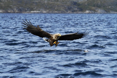 White-tailed eagle in flight hunting fish from sea,Norway,Haliaeetus albicilla, majestic sea eagle...