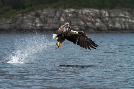 White-tailed eagle in flight, eagle with a fish which has been just plucked from the water,...
