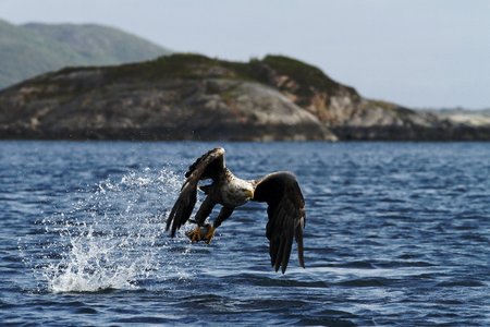 White-tailed eagle in flight, eagle with a fish which has been just plucked from the water, Norway,Haliaeetus albicilla, eagle with a fish flies over a sea, majestic sea eagle, wildlife sceneの写真素材