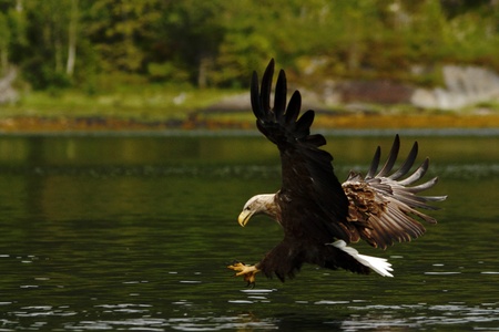 White-tailed eagle in flight hunting fish from sea,Norway,Haliaeetus albicilla, majestic sea eagle...