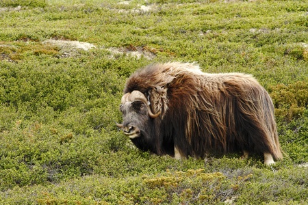 Muskox (Ovibos moschatus). Musk ox bull peacefully standing on grass in Greenland. Mighty wild beast. Overcast, big animal with horns in the nature habitatの写真素材