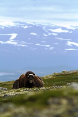 Muskox (Ovibos moschatus). Musk ox bull peacefully grazes in Dovrefjell (Norway). Mighty wild beast. Overcast. Muskox with mountain covered by snow  in the background, big animal in the nature habitatの写真素材
