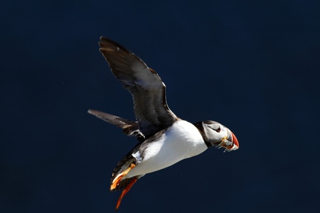 Colorful seabird, Fratercula arctica, Atlantic puffin with small sandeels in its beak flying against...