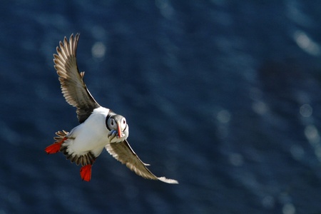 Colorful seabird, Fratercula arctica, Atlantic puffin with small sandeels in its beak flying against dark blue ocean. Close up photo. Wild Atlantic Puffin with fish and outstretched wings.の写真素材