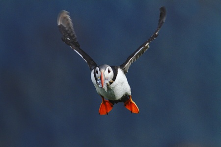 Colorful seabird, Fratercula arctica, Atlantic puffin with small sandeels in its beak flying against dark blue ocean. Close up photo. Wild Atlantic Puffin with fish and outstretched wings.の写真素材