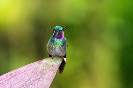 Purple-throated Mountaingem Lampornis calolaemus sitting on flower, bird from mountain tropical forest, Waterfalls garden, Costa Rica, bird perching on flower, enough space in background, rainの写真素材