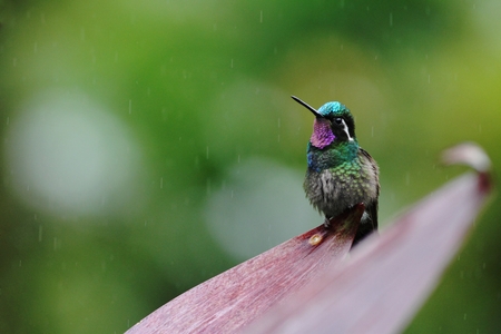 Purple-throated Mountaingem Lampornis calolaemus sitting on flower, bird from mountain tropical forest, Waterfalls garden, Costa Rica, bird perching on flower, enough space in background, rainの写真素材
