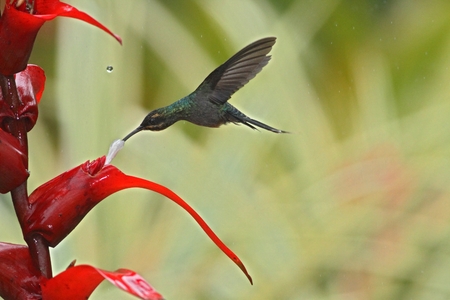 Green hermit, hovering next to red flower in garden, bird from mountain tropical forest, Venezuela, hummingbird flying in the rain, natural habitat, beautiful bird flying among water dropsの写真素材