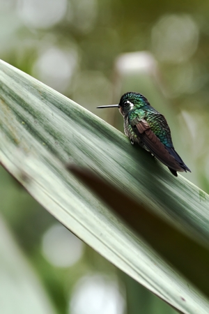 Purple-throated Mountaingem Lampornis calolaemus sitting on leave, bird from mountain tropical forest, Costa Rica, bird perching on leafの写真素材
