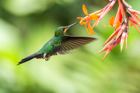 Green-crowned Brilliant, Heliodoxa jacula, hovering next to orange flower, bird from mountain tropical forest, Waterfall Gardens La Paz, Costa Rica, beautiful hummingbird sucking nectar from blossomの写真素材