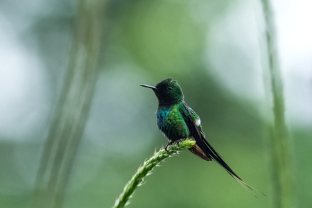 Green Thorntail, sitting on flower in garden, bird from mountain tropical forest, Costa Rica, natural habitat, beautiful hummingbird, wildlife, nature, flying gem, clear backgroundの写真素材