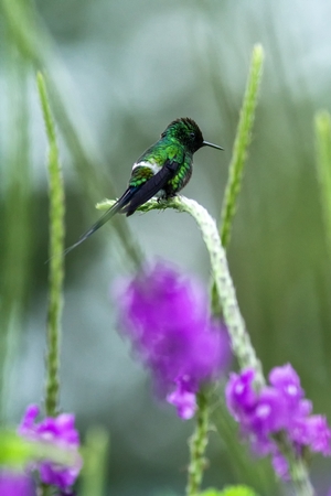 Green Thorntail, sitting on flower in garden, bird from mountain tropical forest, Costa Rica, natural habitat, beautiful hummingbird, wildlife, nature, flying gem, clear backgroundの写真素材