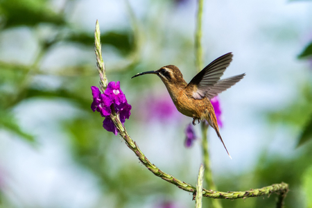 Stripe-throated Hermit - Phaethornis striigularis, hovering next to violet flower in garden, bird from mountain tropical forest, Costa Rica, natural habitat, beautiful hummingbird, wildlife, nature, flying gem, clear backgroundの写真素材