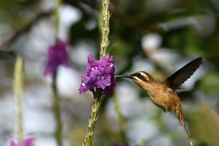 Stripe-throated Hermit - Phaethornis striigularis, hovering next to violet flower in garden, bird...