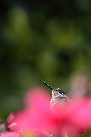 Magnificent Hummingbird - Eugenes fulgens sitting on branch, bird from mountain tropical forest, Waterfalls garden, Costa Rica, bird perching on branch, enough space in background, tiny beautiful birdの写真素材