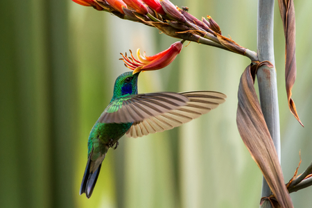 Green violetear hovering next to red and yellow flower, bird in flight, mountain tropical forest, Costa Rica, natural habitat, beautiful hummingbird sucking nectar, colouful backgroundの写真素材
