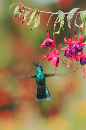 Green violetear, Colibri thalassinus, hovering next to red flower in garden, bird from mountain tropical forest, Savegre, Costa Rica, natural habitat, beautiful hummingbird, colourful backgroundの写真素材