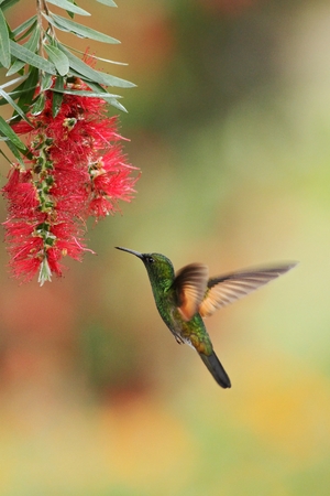 Male of Band-tailed Barbthroat, Threnetes ruckeri, hovering next to red flower in garden, bird from mountain tropical forest, Savegre, Costa Rica, natural habitat, hummingbird, colourful backgroundの写真素材