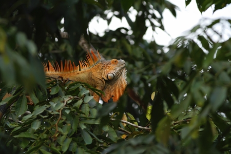 Green Iguana sitting on a branch in the rainforest, Costa Rica,  Lizard's head close-up view. Small wild animal looks like a dragon, orange reptileの写真素材