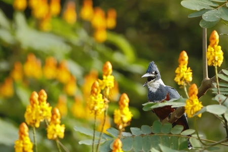 Ringed Kingfisher - Megaceryle torquata sitting on branch in its natural enviroment next to river, greenvegetation and yellow flowers in background, bird after hunt in Costa Ricaの写真素材