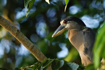 Boat-billed Heron - Cochlearius cochlearius sitting on branch in its natural enviroment next to river, green leaves in background, bird after hunt in Costa Rica, travel adventure in Latin Americaの写真素材