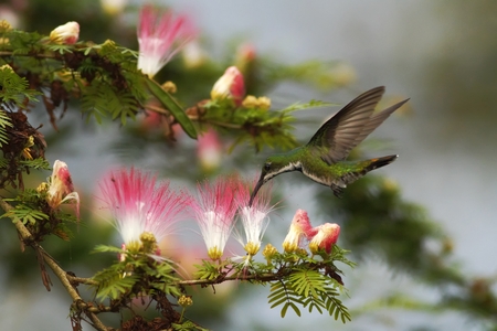 Black-breasted mango, hoveringnext to pink and white mimosa flower, mountain tropical forest, Costa Rica, bird on green clear background, beautiful hummingbird, green bird with orange,nature sceneの写真素材