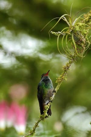 Rufous-tailed hummingbird Amazilia tzacatl sitting on branch, bird from mountain tropical forest, Waterfalls garden, Costa Rica, bird perching on branch, space in background,tiny beautiful hummingbirdの写真素材