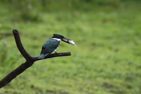 Amazon Kingfisher - Chloroceryle amazona sitting on branch with fish in its beak, green clear background, costa rica, beautiful bird with catch, hunter, fishermanの写真素材