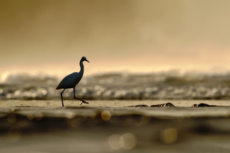 Snowy Egret, Egretta thula, in the nature coast habitat, golden sun light in the morning sunrise, Dominical, Costa Rica. bird silhouette in beautiful lightの写真素材