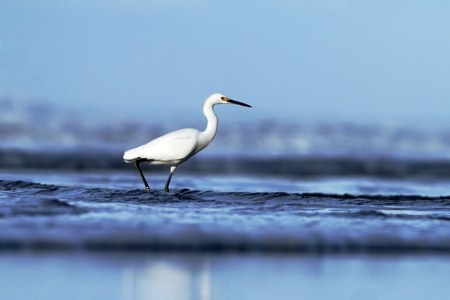 Snowy Egret, Egretta thula, in the nature coast habitat in the morning sunrise, Dominical, Costa Rica. blue ocean wawes in background, elegant bird huntingの写真素材