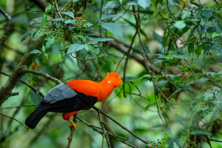 Male of Andean Cock-of-the-rock (Rupicola peruvianus) lekking and dyplaing in front of females, typical mating behaviour, beautiful orange bird in its natural enviroment, amazonian rain forest, Brazilの写真素材