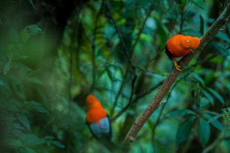 Two males of Andean Cock-of-the-rock (Rupicola peruvianus) lekking and dyplaing in front of females,...