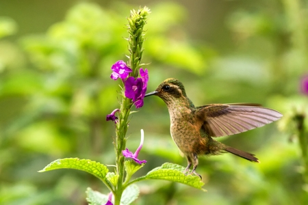 Speckled Hummingbird, Adelomyia melanogenys hovering next to violet flower, bird from tropical forest, Manu national park, Peru, hummingbird perching on flower, enough space in green background, tinyの写真素材